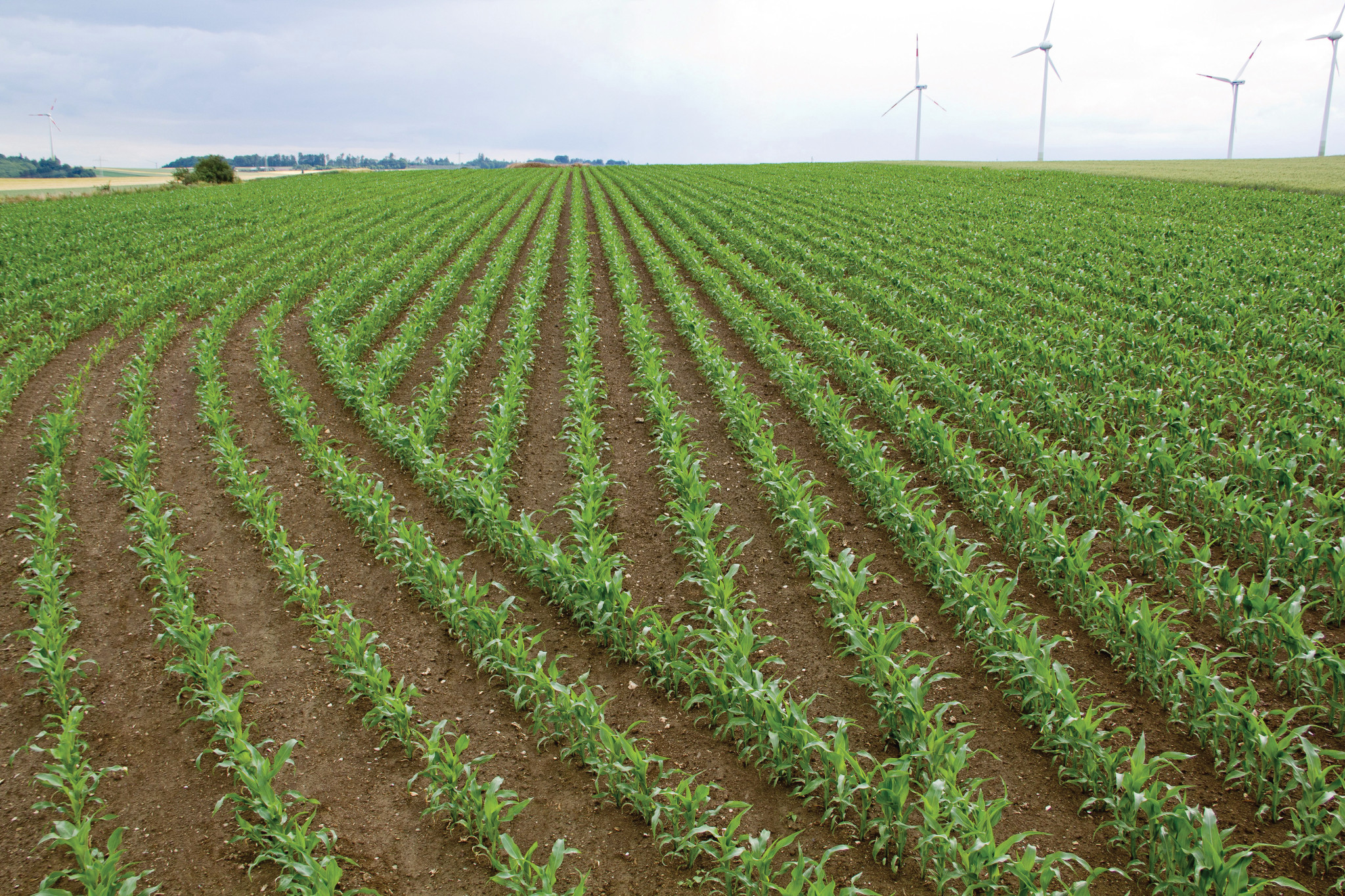 Σειρές καλαμποκιού σε έναν αγρό